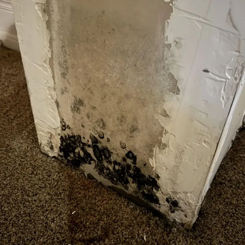 Professional Mold Removal in Kalona, IA